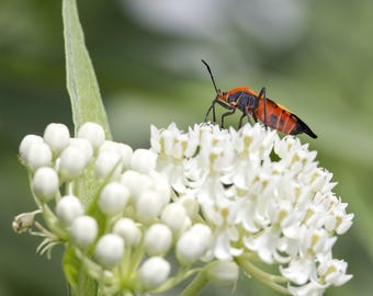 Asclepias Ice Ballet, algodoncillo de pantano, 1 tubérculo, raíz - Flores blancas de verano, huésped de la mariposa monarca, de Easy to Grow