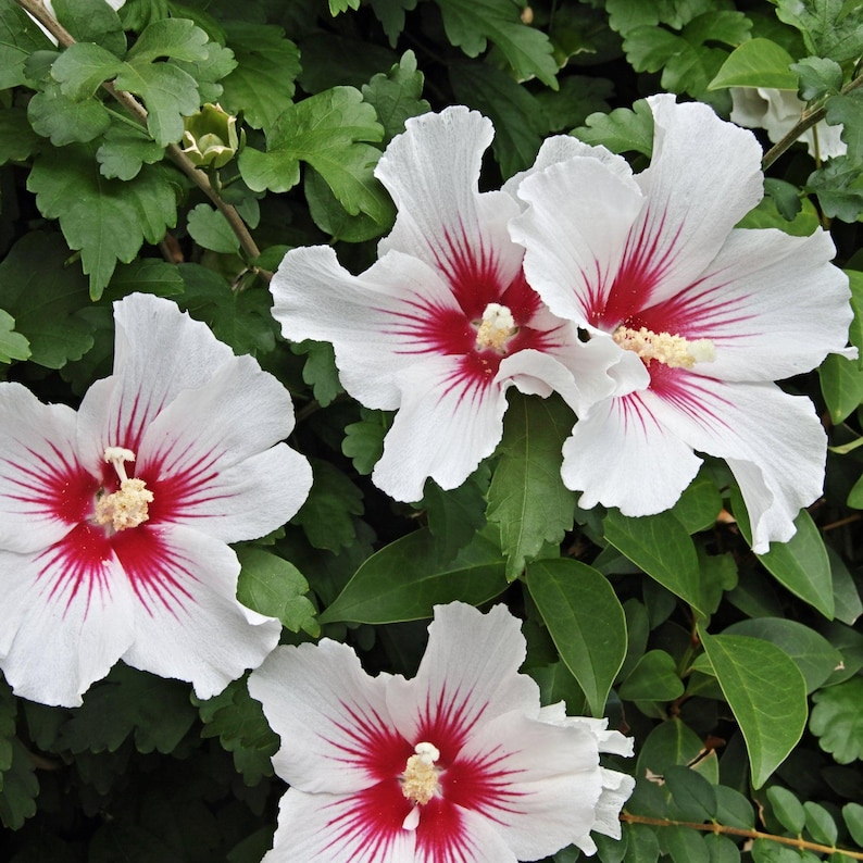 First Editions Bali Hibiscus - Thumbnail 3