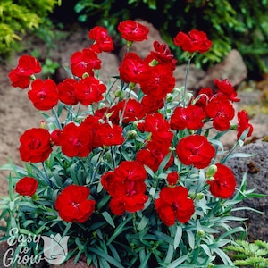 Dianthus Fire Star Improved (2 plantas en maceta) - Enraizadas en macetas de un cuarto de galón, flores rojas de verano, fácil de cultivar. imagen 1