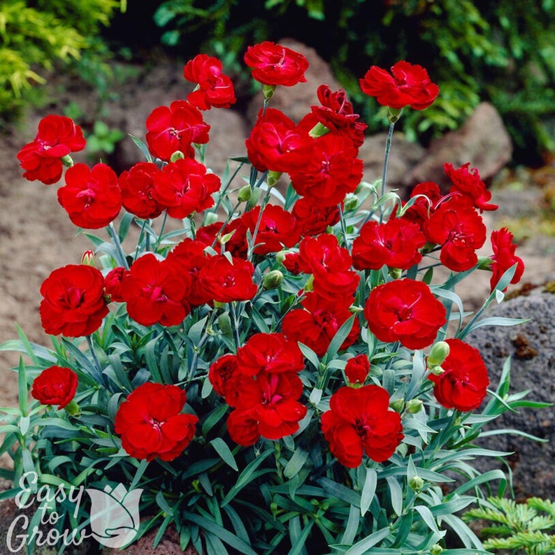 Dianthus Fire Star Improved (2 plantas en maceta) - Enraizadas en macetas de un cuarto de galón, flores rojas de verano, fácil de cultivar. imagen 1