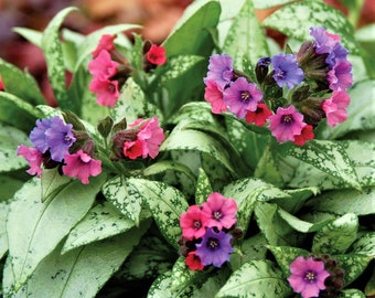 2 Pack Pulmonaria - Silver Bouquet Potted Plant from Easy to Grow