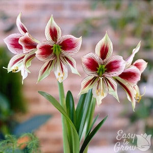 Amaryllis Papilio Butterfly 1 Flower Bulb - Indoor Holiday or Outdoor Spring Blooms, Partial Sun, Easy to Grow