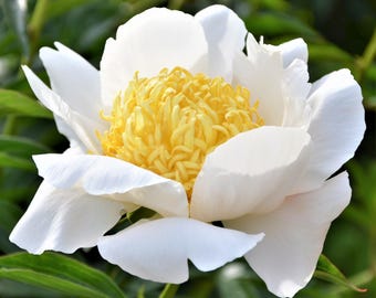 Peony Moon of Nippon 1 Root Division - Spring Fragrant White & Yellow Blooms in Sun, from Easy to Grow