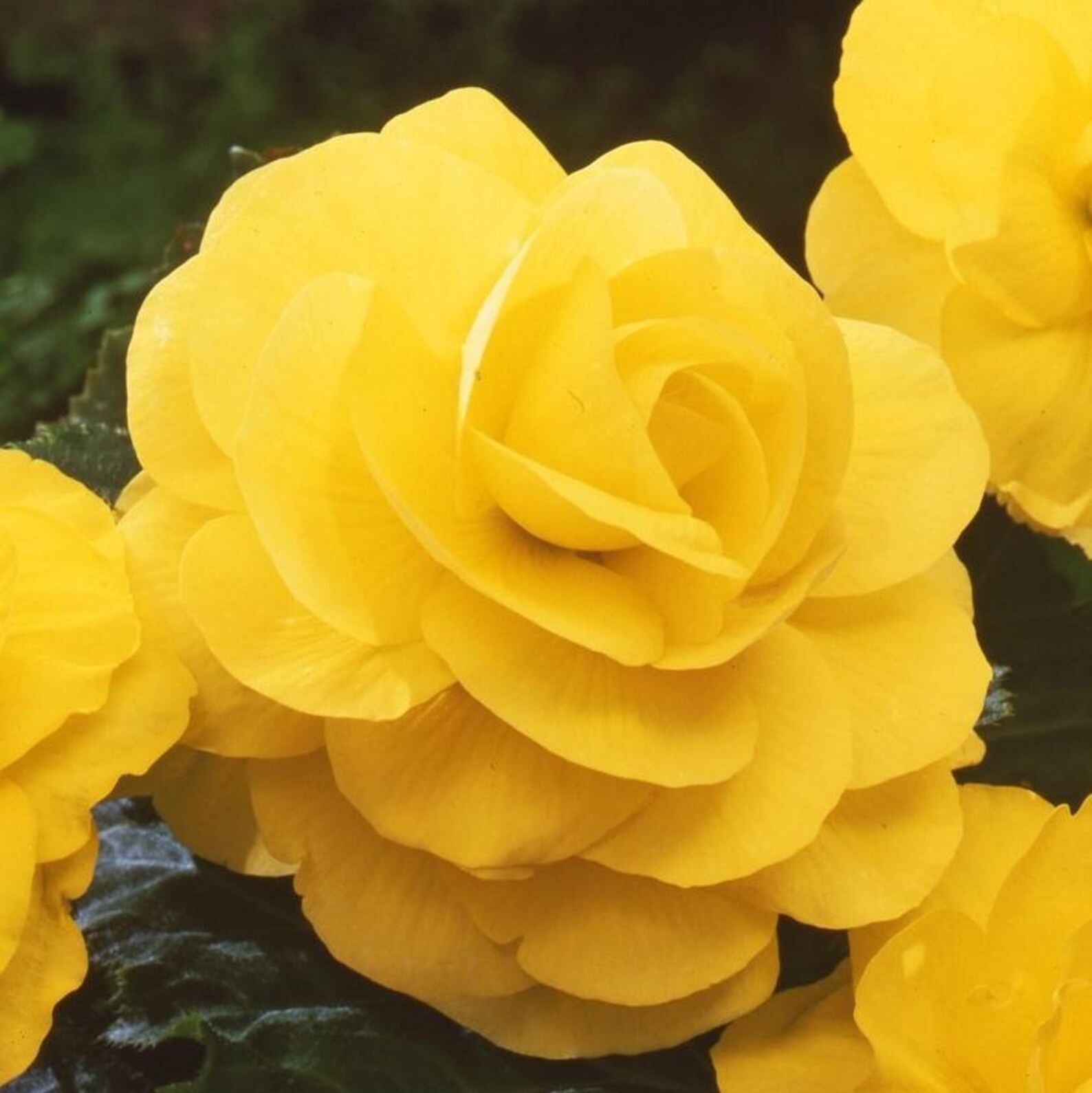 3 Begonia Roseform Yellow Flower Bulbs From Easy to Grow Etsy