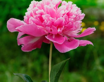 Peony Madame Emile Debatene 1 Root Division - Spring Fragrant Pink Blooms, from Easy to Grow (Paeonia)
