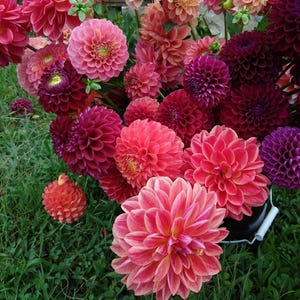 Dahlia Watermelon Mix 12 Tuber Clumps - Summer to Fall Blooms in Sun, from Easy to Grow
