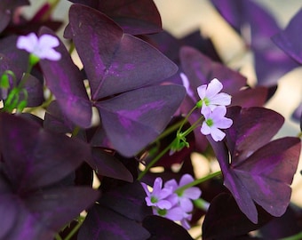 Oxalis Triangularis Purple Shamrocks 20 Flower Bulbs, Partial Sun Indoor Outdoor, Easy to Grow