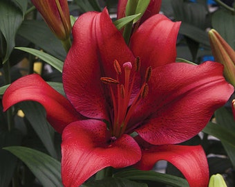 Clearance 3 Lilium - LA Hybrid Lily Forza Red Flower Bulbs from Easy to Grow