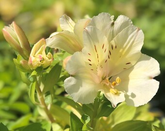 3 Pack Alstroemeria - Claire Potted Plant from Easy to Grow