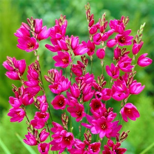 Clearance 20 Ixia - Mabel Flower Bulbs from Easy to Grow