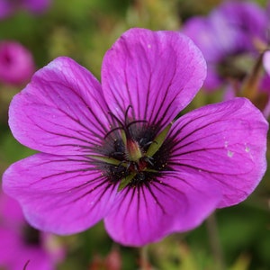 3 Geranium - Patricia (Perennial) Bareroots/Divisions from Easy to Grow