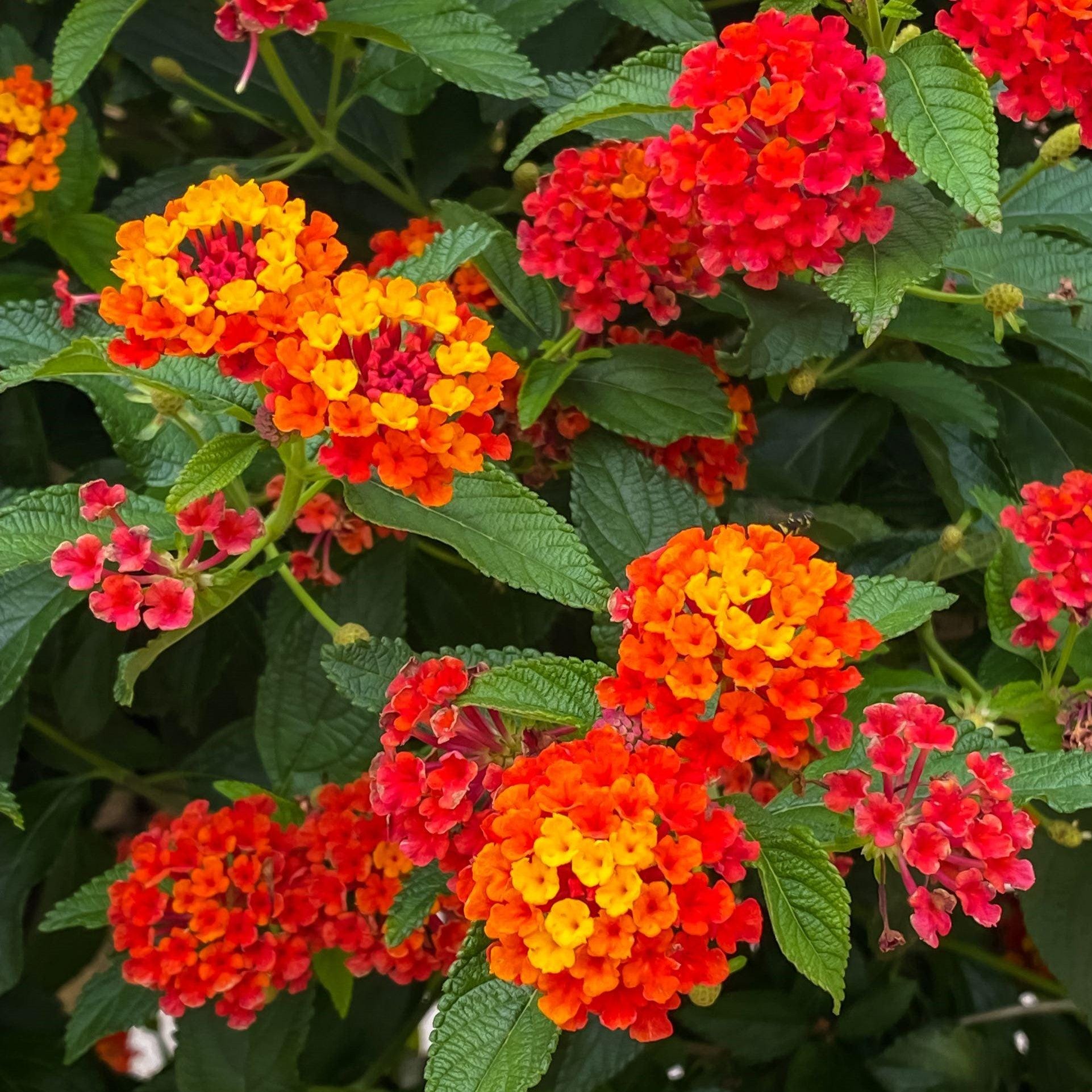 Lantana Radiation - 2 Potted Plants from Easy to Grow, Summer Blooms in Full Sun