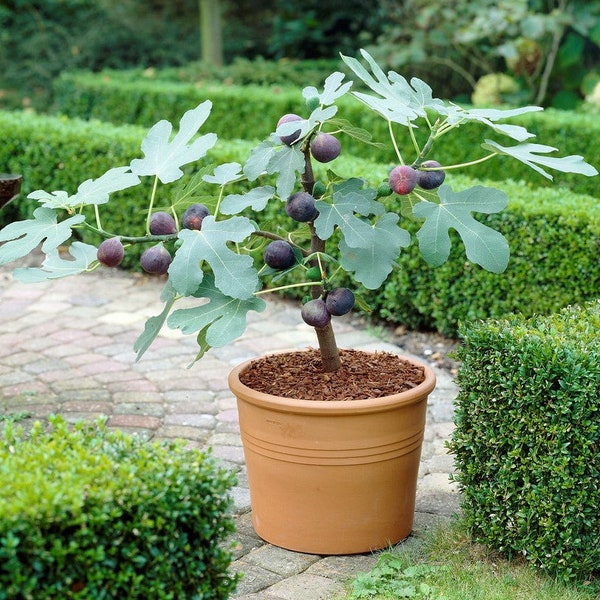 1 Pack Chicago Hardy Fig (Rooted Starter Plant) from Easy to Grow