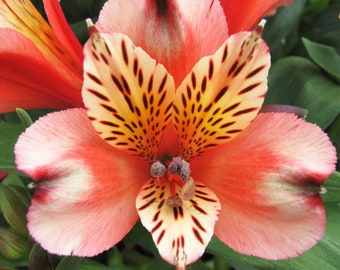 3 Pack Alstroemeria - Husky Potted Plant from Easy to Grow