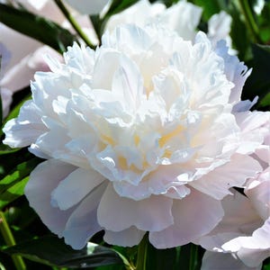 Peony Alba Plena 1 Root Division - Fragrant Spring Flowers Bloom in Sun, from Easy to Grow image 1