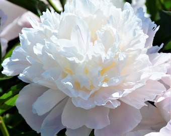 Peony Alba Plena 1 Root Division - Fragrant Spring Flowers Bloom in Sun, from Easy to Grow