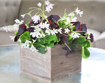 Oxalis Triangularis and Regnellii Mix in Wood Square Gift from Easy to Grow