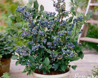 Blueberry Elliott 1 Potted Fruit Plant - Rooted in a Quart Pot from Easy to Grow