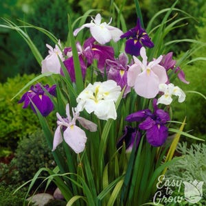 Japanese Iris Zen Garden Mix 5 Rhizome Divisions - Spring to Summer Blooms in Sun, from Easy to Grow immagine 1