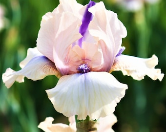 Bearded Iris Concertina - Plant Bulbs, Light Pink & Purple Flowers Spring, Easy to Grow
