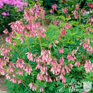 Dicentra Bleeding Hearts Formosa 1 Root - Spring Pink Blooms in Partial Shade Western Native, from Easy to Grow