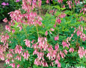 Dicentra Bleeding Hearts Formosa 1 Root - Spring Pink Blooms in Partial Shade Western Native, from Easy to Grow