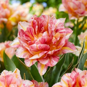 Tulip Monte Prix 10 Flower Bulbs, Spring Blooms Full Sun Outdoor Zones 3-8, Double Group