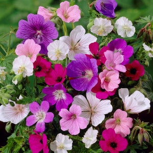 6 Geranium - Tapestry Mix (Perennial) Bareroots/Divisions from Easy to Grow