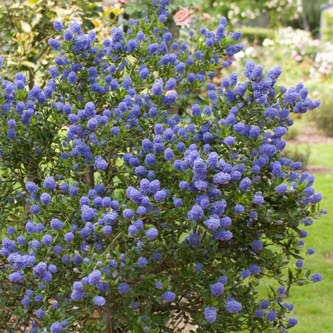 Ceanothus Victoria - 2 Potted Plants California Lilac from Easy to Grow