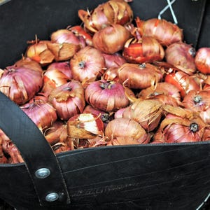 Gladiolo Nanus Mix resistente, 30 bulbos. Las flores florecen de primavera a verano al sol. Fácil de cultivar. imagen 2