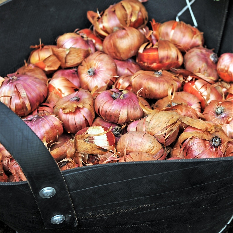Gladiolo Nanus Mix resistente, 30 bulbos. Las flores florecen de primavera a verano al sol. Fácil de cultivar. imagen 2