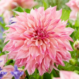 3 Dahlia - Cafe au Lait Royal Divisions (Multiple Tubers) from Easy to Grow