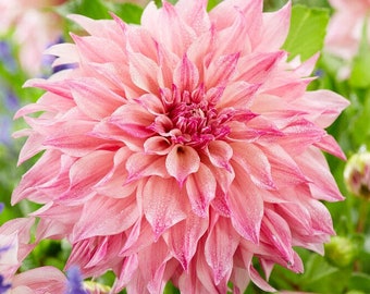 3 Dahlia - Cafe au Lait Royal Divisions (Multiple Tubers) from Easy to Grow