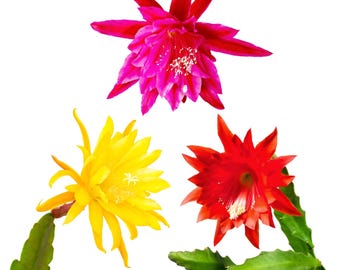 Epiphyllum Orchid Cactus Mix 2 Pack Potted Plants from Easy to Grow