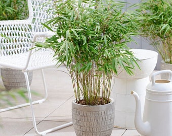 1 Pack Bamboo Grass - Umbrella Fargesia Potted Plant from Easy to Grow