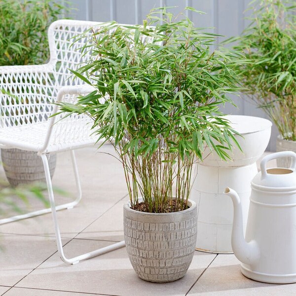 1 Pack Bamboo Grass - Umbrella Fargesia Potted Plant from Easy to Grow
