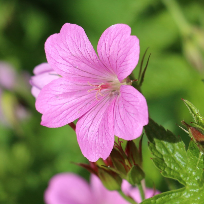 Hardy Geranium Tapestry Mix 6 Roots - Summer Colorful Flowers in Sun, from Easy to Grow (Perennial Cranesbill) image 2