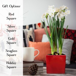 Narcissus Paperwhite Bulbs in a Square Pot, Holiday Gift Indoor Fragrant Flowers, from Easy to Grow
