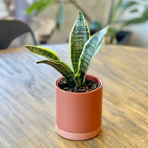 Sansevieria - Snake Plant Dwarf Houseplant from Easy to Grow