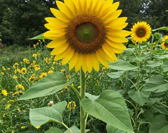 Semilla gigante de girasol de Mr Fothergills, Oh Sow Simple Seed de Easy to Grow