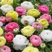 see more listings in the Anemones, Ranunculus section