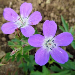 Hardy Geranium Tapestry Mix 6 Roots - Summer Colorful Flowers in Sun, from Easy to Grow (Perennial Cranesbill) image 4