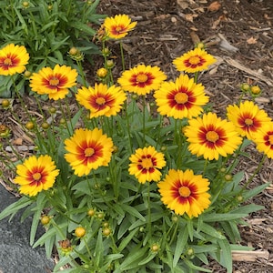 Coreopsis Sunset Bright 2 Potted Plants -  Summer Yellow & Red Flowers, Quart Pot from Easy to Grow