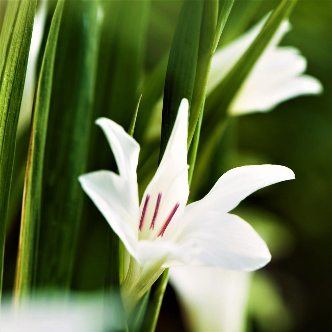 Gladiolus the Bride 10 Flower Bulbs From Easy to Grow - Etsy