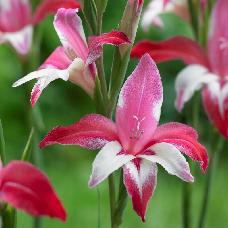 Gladiolus Galaxian 10 Flower Bulbs From Easy to Grow Etsy