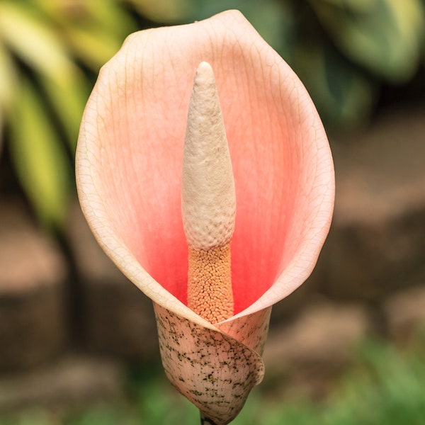 1 Voodoo Lily - Amorphophallus Bulbifer Flower Bulb from Easy to Grow