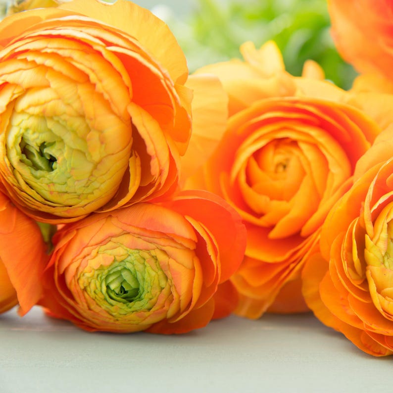 Easy to Grow Bulbs Ranunculus Tecolote - Thumbnail 3