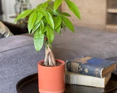 Braided Money Tree in a Ceramic Pot (Potted Plant)