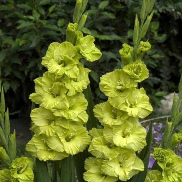 10 Gladiolus - Green Star Flower Bulbs from Easy to Grow