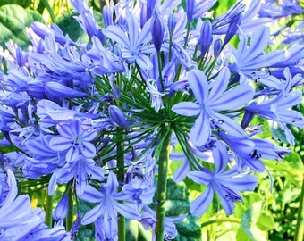 Clearance - 1 Agapanthus Delft Blue Bareroot/Division from Easy to Grow